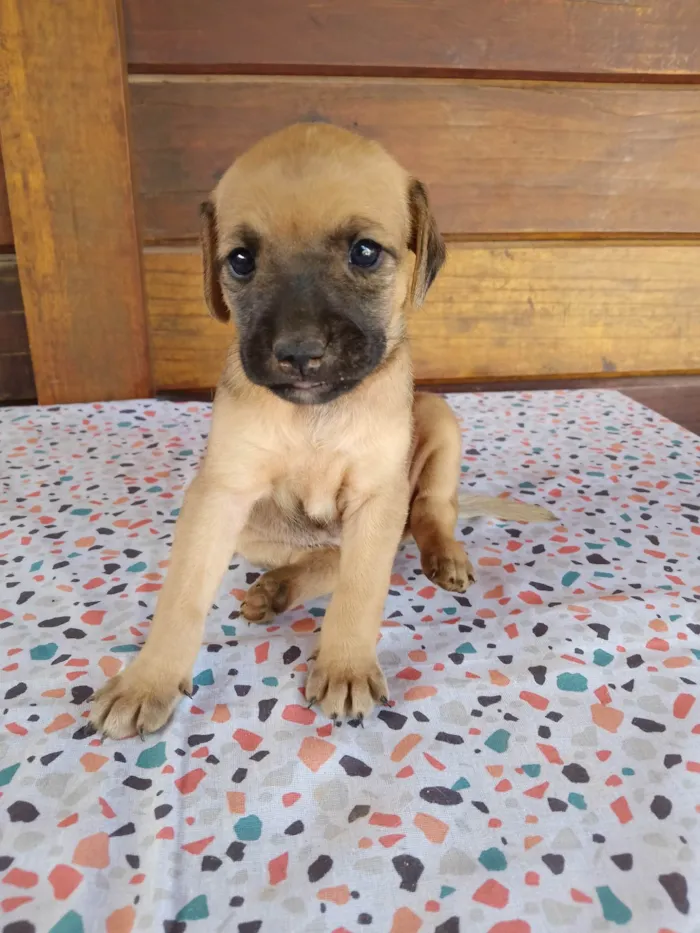 Cachorro ra a SRD-ViraLata idade Abaixo de 2 meses nome Coração, Estrela, Borboleta, Pitoco e Gritinho 