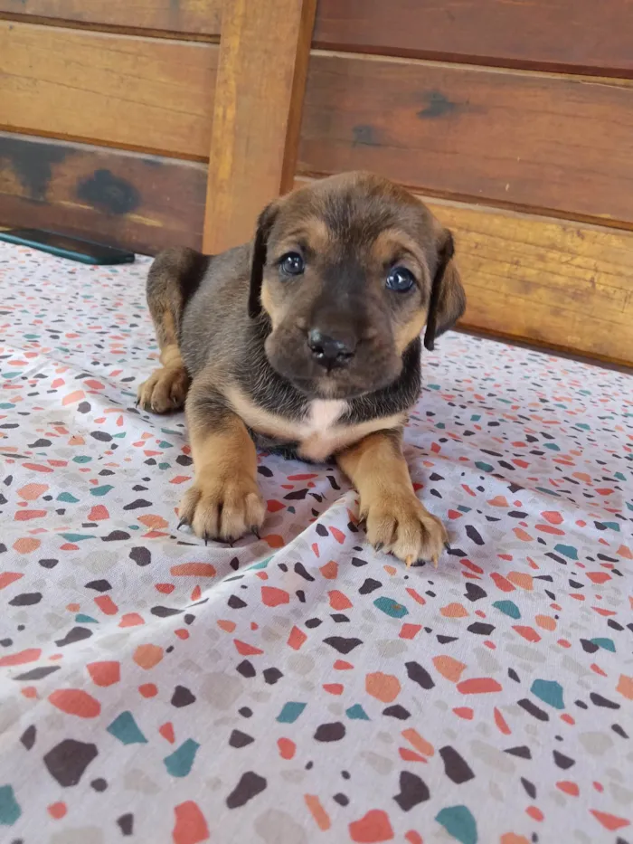 Cachorro ra a SRD-ViraLata idade Abaixo de 2 meses nome Coração, Estrela, Borboleta, Pitoco e Gritinho 