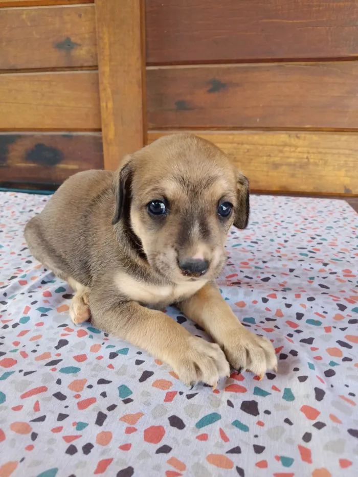 Cachorro ra a SRD-ViraLata idade Abaixo de 2 meses nome Coração, Estrela, Borboleta, Pitoco e Gritinho 