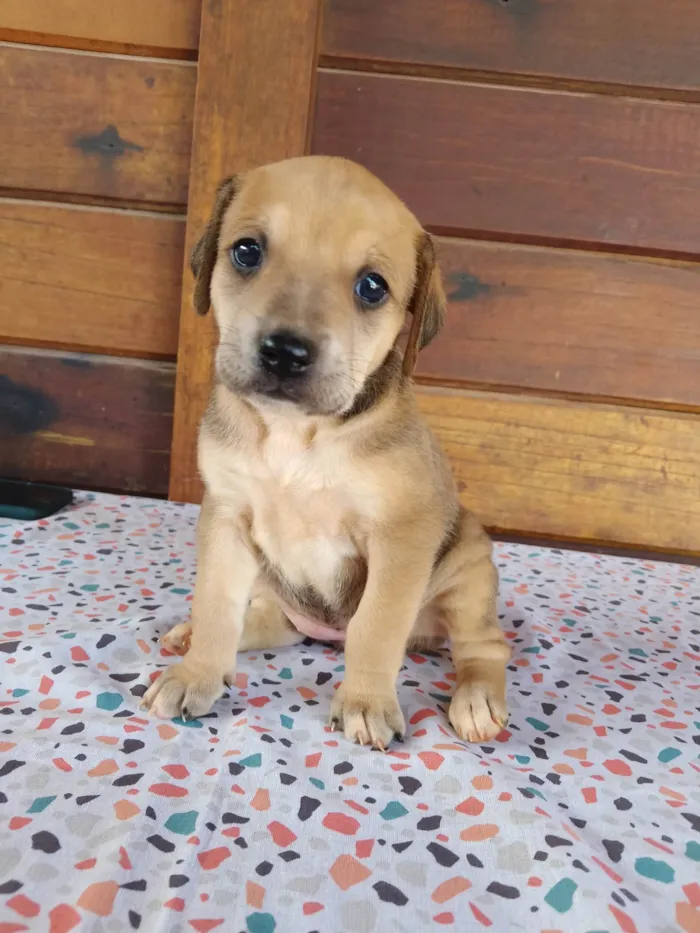 Cachorro ra a SRD-ViraLata idade Abaixo de 2 meses nome Coração, Estrela, Borboleta, Pitoco e Gritinho 