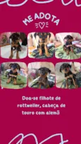 Maria / Ruth / Toninho / Thor / Chorão / Estrelinha