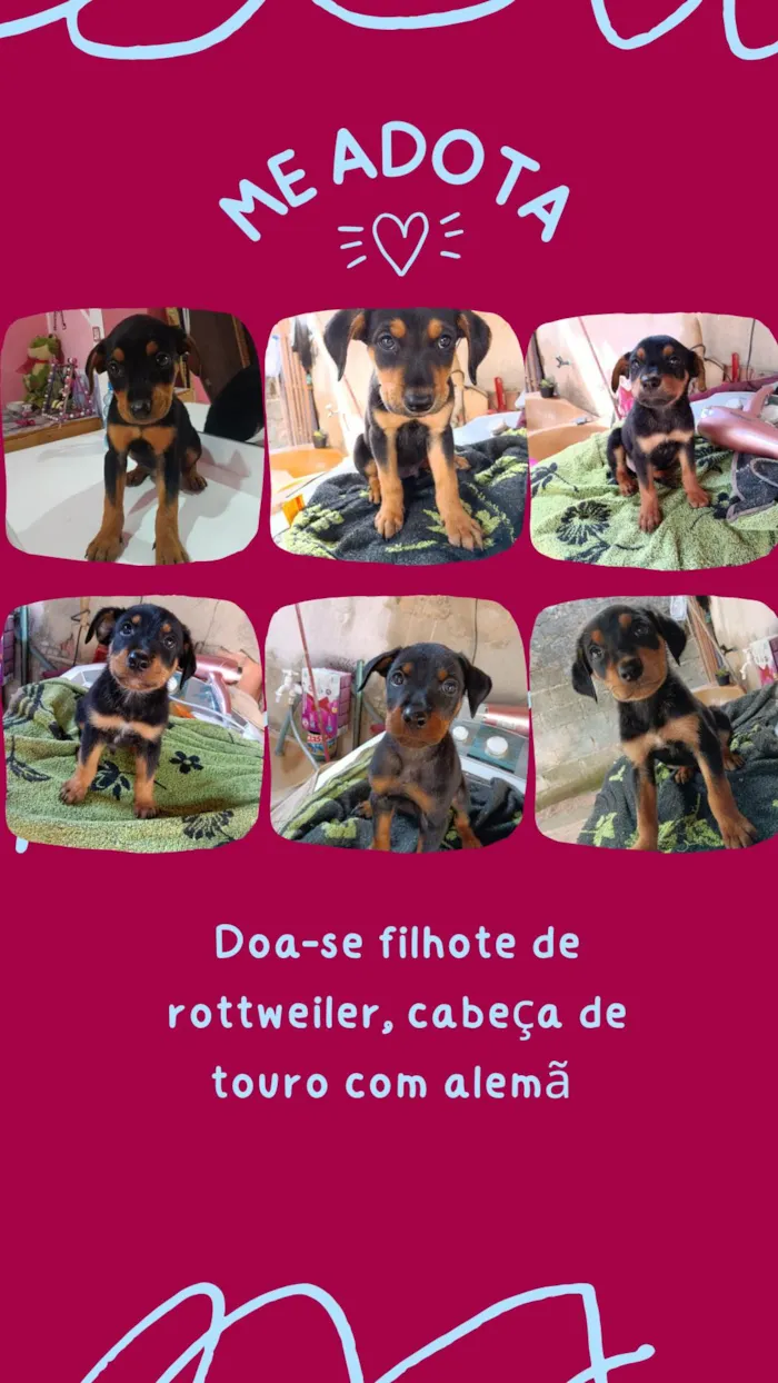 Cachorro ra a Rottweiler cabeça de touro com alemã  idade 2 a 6 meses nome Maria / Ruth / Toninho / Thor / Chorão / Estrelinha