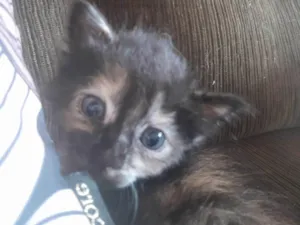 Gato raça Rnd idade Abaixo de 2 meses nome Missy