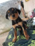 Maria / Ruth / Toninho / Thor / Chorão / Estrelinha