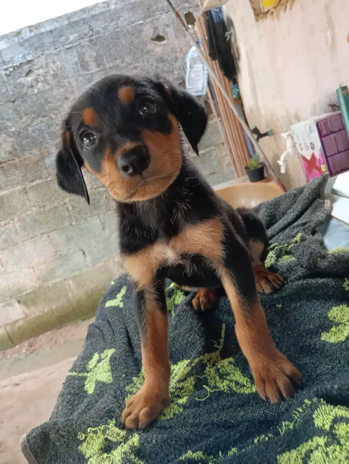 Cachorro ra a Rottweiler cabeça de touro com alemã  idade 2 a 6 meses nome Maria / Ruth / Toninho / Thor / Chorão / Estrelinha