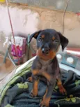 Maria / Ruth / Toninho / Thor / Chorão / Estrelinha