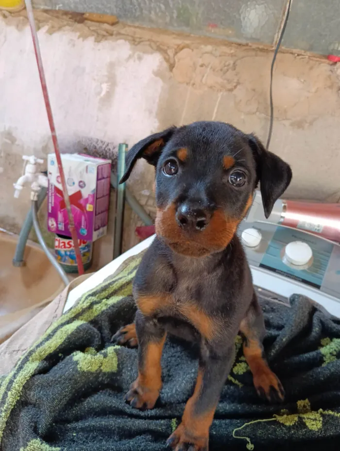 Cachorro ra a Rottweiler cabeça de touro com alemã  idade 2 a 6 meses nome Maria / Ruth / Toninho / Thor / Chorão / Estrelinha