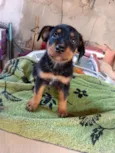 Maria / Ruth / Toninho / Thor / Chorão / Estrelinha