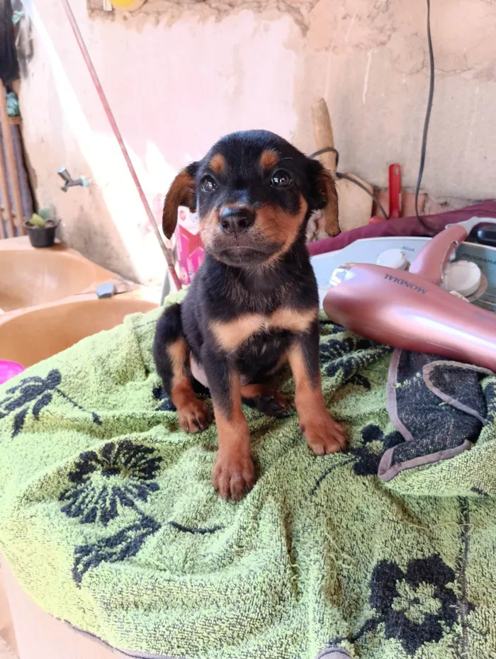 Cachorro ra a Rottweiler cabeça de touro com alemã  idade 2 a 6 meses nome Maria / Ruth / Toninho / Thor / Chorão / Estrelinha