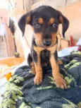 Maria / Ruth / Toninho / Thor / Chorão / Estrelinha