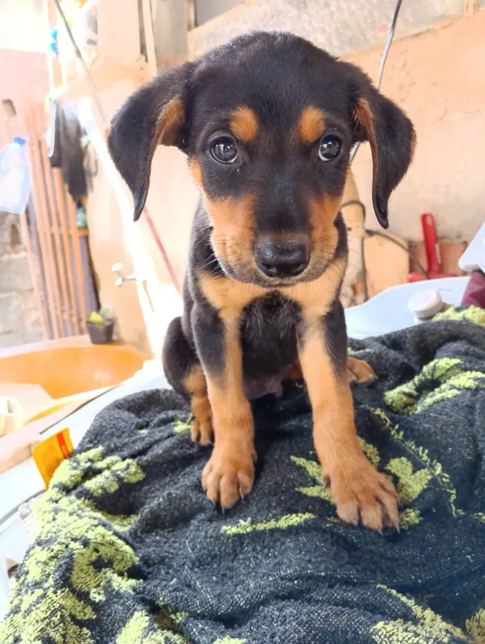 Cachorro ra a Rottweiler cabeça de touro com alemã  idade 2 a 6 meses nome Maria / Ruth / Toninho / Thor / Chorão / Estrelinha