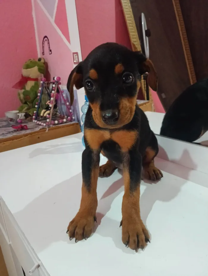 Cachorro ra a Rottweiler cabeça de touro com alemã  idade 2 a 6 meses nome Maria / Ruth / Toninho / Thor / Chorão / Estrelinha