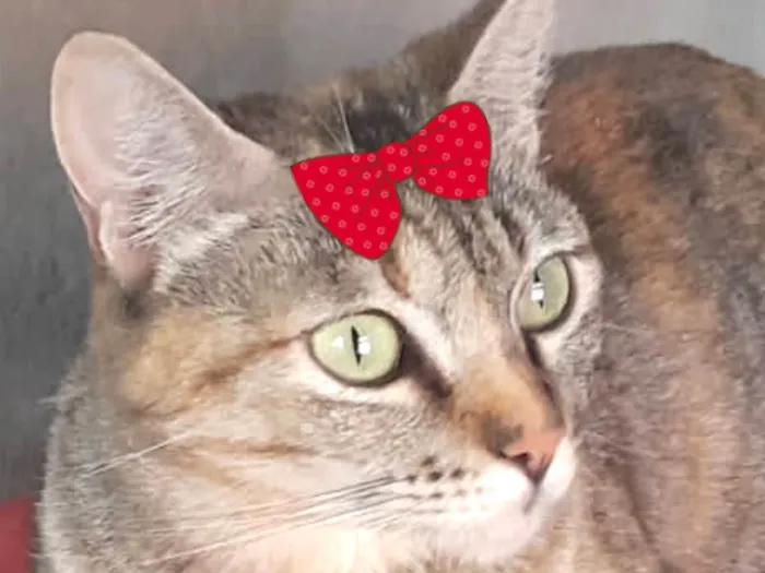 Gato ra a Mestica idade 7 a 11 meses nome Malu 