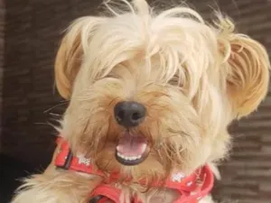 Cachorro raça Yorkshire idade 3 anos nome Toddy York lindo 
