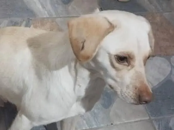 Cachorro ra a SRD-ViraLata idade 2 a 6 meses nome Bola de Neve