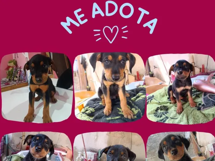 Cachorro ra a Rottweiler cabeça de touro com alemã  idade 2 a 6 meses nome Maria / Ruth / Toninho / Thor / Chorão / Estrelinha