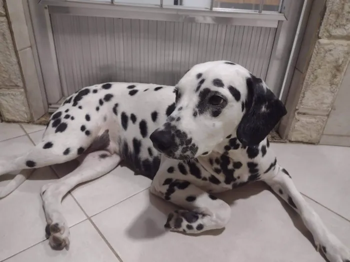 Cachorro ra a Dálmata  idade 4 anos nome Belinha