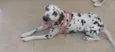 Belinha
