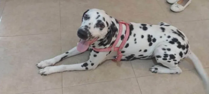 Cachorro ra a Dálmata  idade 4 anos nome Belinha