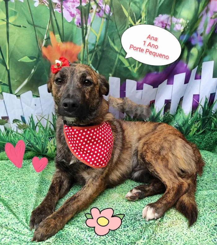 Cachorro ra a  idade 1 ano nome Ana