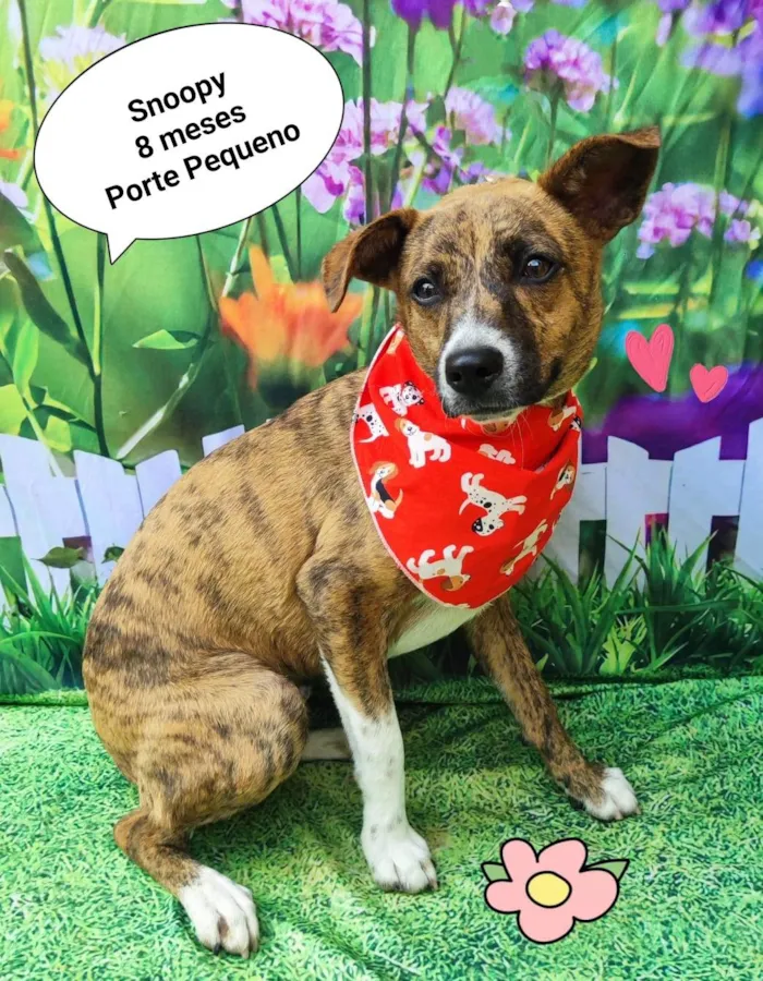 Cachorro ra a  idade 7 a 11 meses nome Snoopy