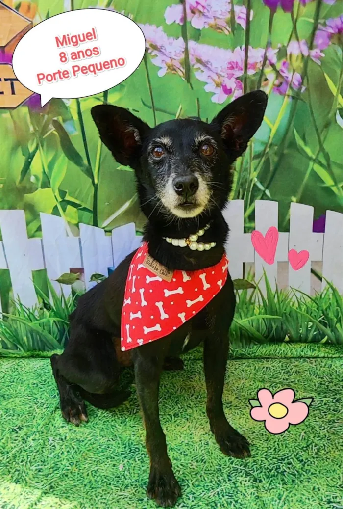 Cachorro ra a  idade 6 ou mais anos nome Miguel