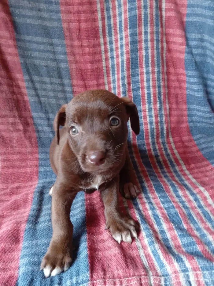 Cachorro ra a SRD-ViraLata idade 2 a 6 meses nome Familia