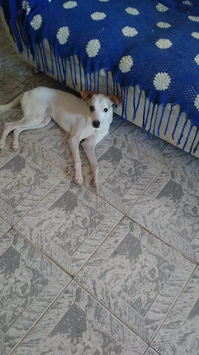 Cachorro ra a SRD-ViraLata idade  nome Pedrinho