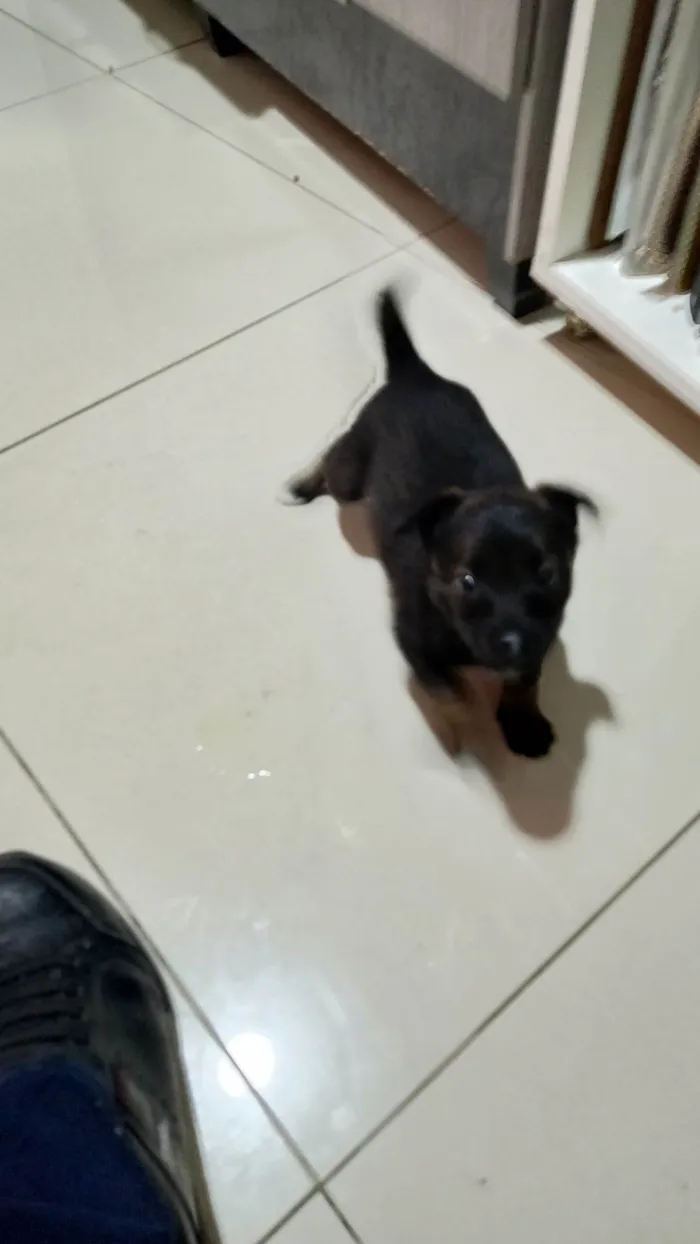 Cachorro ra a SRD-ViraLata idade Abaixo de 2 meses nome Sem nome