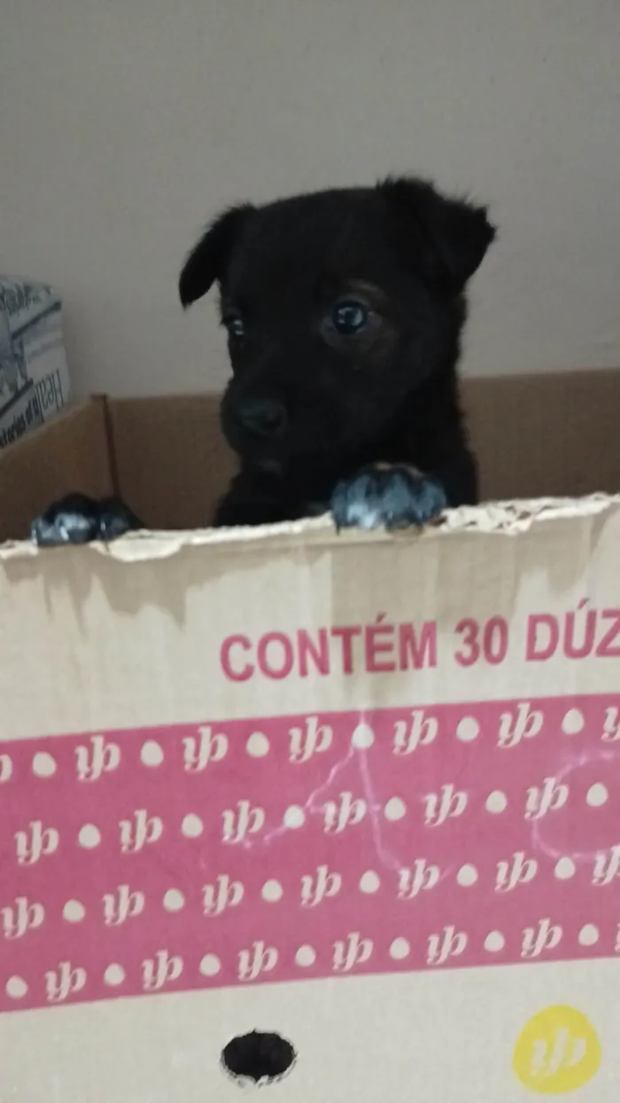 Cachorro ra a SRD-ViraLata idade Abaixo de 2 meses nome Sem nome