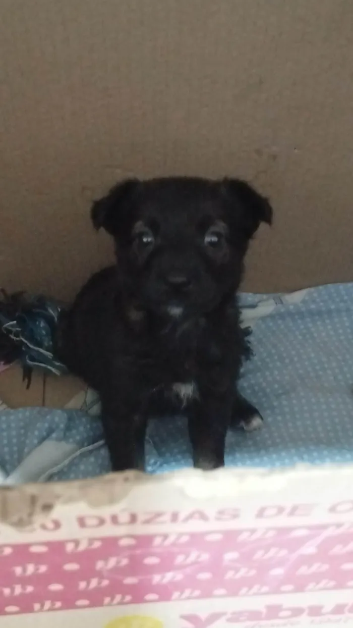 Cachorro ra a SRD-ViraLata idade Abaixo de 2 meses nome Sem nome