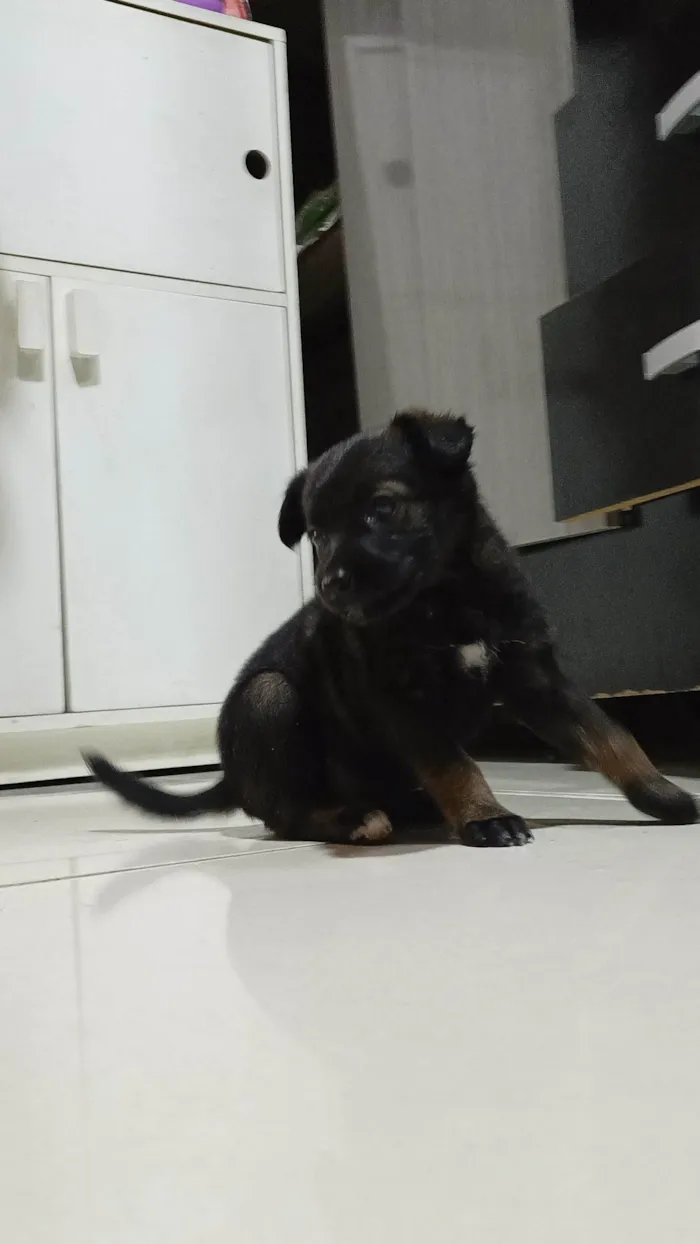 Cachorro ra a SRD-ViraLata idade Abaixo de 2 meses nome Sem nome