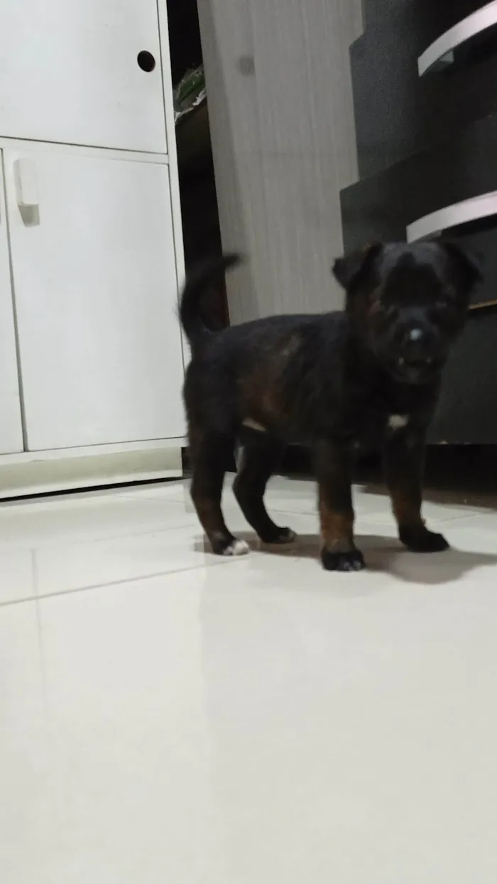 Cachorro ra a SRD-ViraLata idade Abaixo de 2 meses nome Sem nome