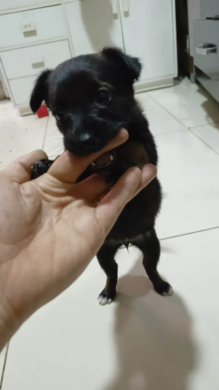 Cachorro ra a SRD-ViraLata idade Abaixo de 2 meses nome Sem nome