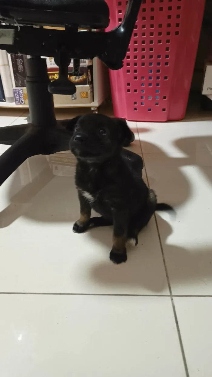 Cachorro ra a SRD-ViraLata idade Abaixo de 2 meses nome Sem nome