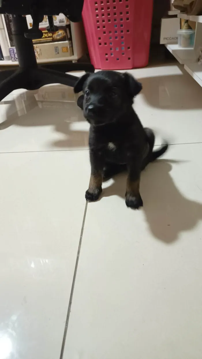 Cachorro ra a SRD-ViraLata idade Abaixo de 2 meses nome Sem nome
