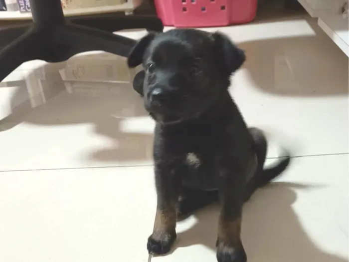 Cachorro ra a SRD-ViraLata idade Abaixo de 2 meses nome Sem nome