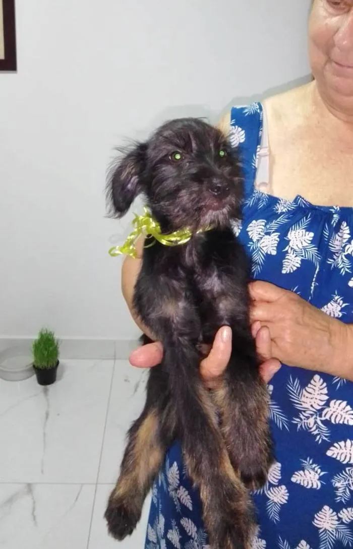 Cachorro ra a SRD-ViraLata idade 2 a 6 meses nome Dudu