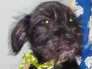 Cachorro raça SRD-ViraLata idade 2 a 6 meses nome Dudu