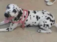 Belinha