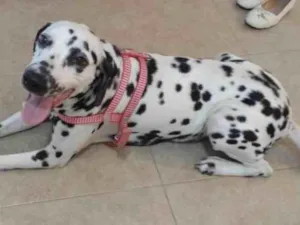 Cachorro raça Dálmata  idade 4 anos nome Belinha