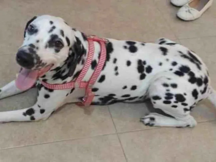 Cachorro ra a Dálmata  idade 4 anos nome Belinha