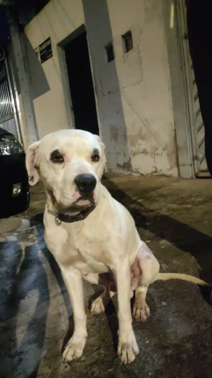 Cachorro ra a Lavrador idade 1 ano nome Não sei 