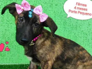 Cachorro raça  idade 2 a 6 meses nome Lina