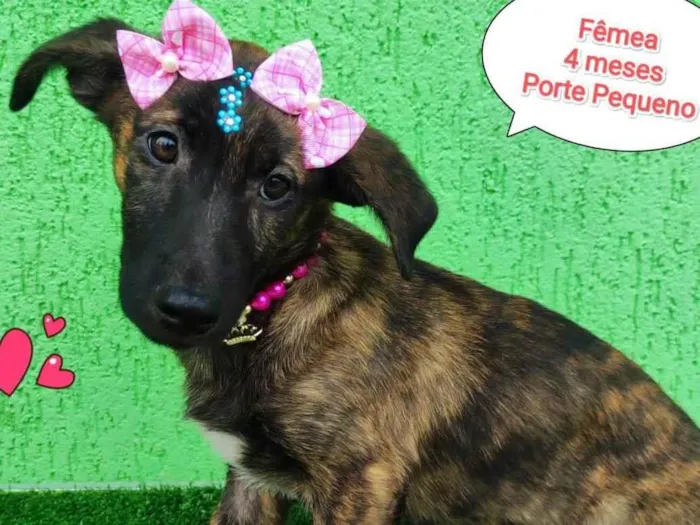 Cachorro ra a  idade 2 a 6 meses nome Lina