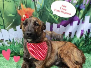Cachorro raça  idade 1 ano nome Ana