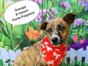 Cachorro raça  idade 7 a 11 meses nome Snoopy