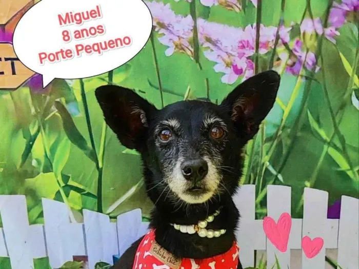 Cachorro ra a  idade 6 ou mais anos nome Miguel