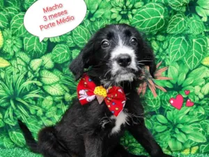 Cachorro raça  idade 2 a 6 meses nome Peter