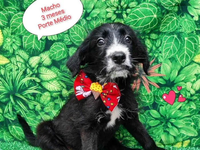 Cachorro ra a  idade 2 a 6 meses nome Peter